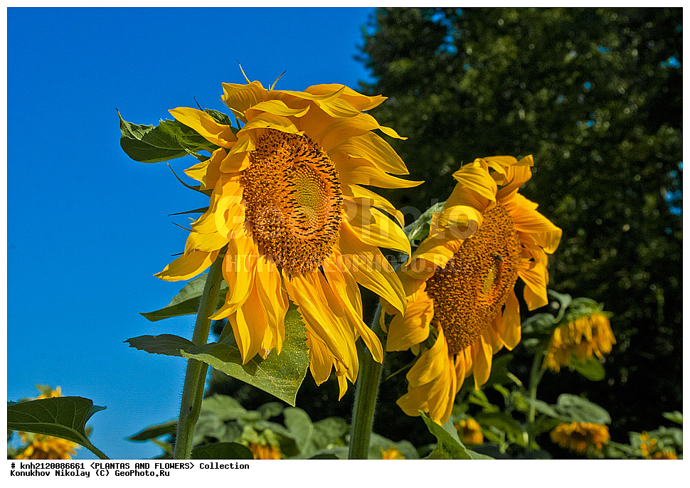 ������������ ���������� , ������������ ���������, Helianthus annuus, ��������, �����, ������ ��������, ���������� ��������, ������� ��������, ��������� ��������, ������, �����, �����������, ����������, ���������� ���., DONE, ��������, Asteraceae, �������������, Compositae, ����������, ���������� �������, ������, ������, XYZ, ����������� ������, ����������� ����������� �����
