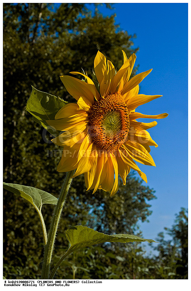 ������������ ���������� , ������������ ���������, Helianthus annuus, ��������, �����, ������ ��������, ���������� ��������, ������� ��������, ��������� ��������, ������, �����, �����������, ����������, ���������� ���., DONE, ��������, Asteraceae, �������������, Compositae, ����������, ���������� �������, ������, ������, XYZ, ����������� ������, ����������� ����������� �����