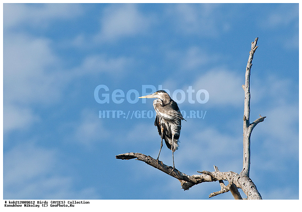�����, �����, ������� ������� ����� , Ardea herodias, �����, ������ ����� ����, ���, DONE, ��������, Ardeidae, Ardea herodias, XYZ