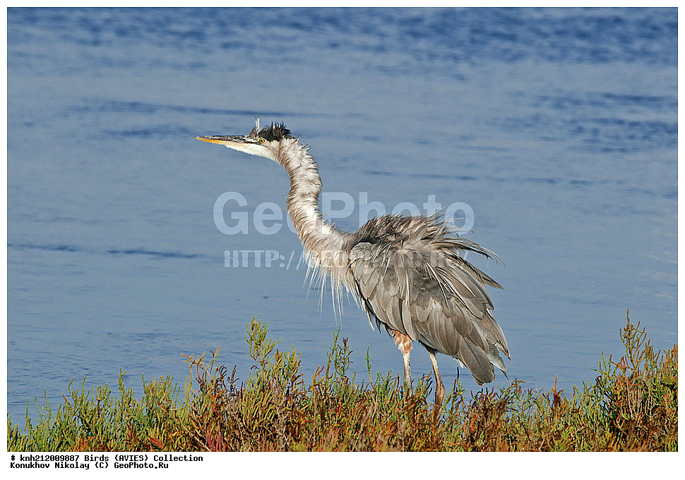 �����, �����, ������� ������� ����� , Ardea herodias, �����, ������ ����� ����, ���, DONE, ��������, Ardeidae, Ardea herodias, XYZ