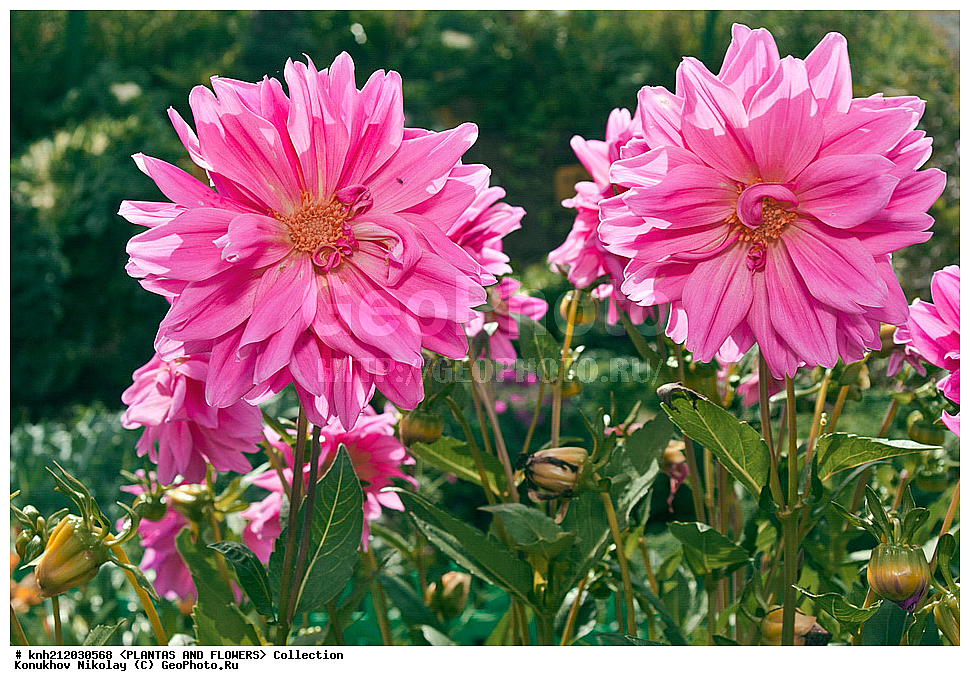 ������� , ��������, Dahlia sp., ��������, �����, ������ ��������, ���������� ��������, ������� ��������, ������, �����, �����������, ��������, Asteraceae, �������������, Compositae, DONE, Dahlia x hybrida, ������� ���������, �������� ���������, ���������� �������, ������, XYZ, ����������� ������, ����������� ����������� �����