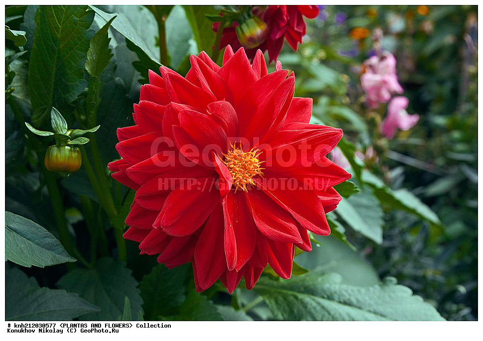 ������� , ��������, Dahlia sp., ��������, �����, ������ ��������, ���������� ��������, ������� ��������, ������, �����, �����������, ��������, Asteraceae, �������������, Compositae, DONE, Dahlia x hybrida, ������� ���������, �������� ���������, ���������� �������, ������, XYZ, ����������� ������, ����������� ����������� �����
