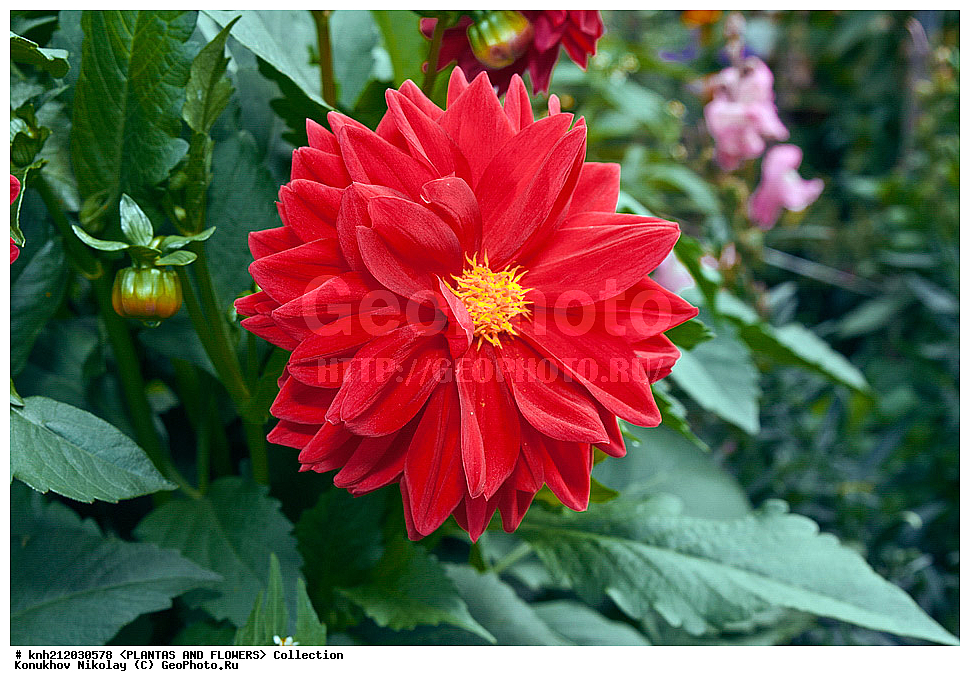 ������� , ��������, Dahlia sp., ��������, �����, ������ ��������, ���������� ��������, ������� ��������, ������, �����, �����������, ��������, Asteraceae, �������������, Compositae, DONE, Dahlia x hybrida, ������� ���������, �������� ���������, ���������� �������, ������, XYZ, ����������� ������, ����������� ����������� �����