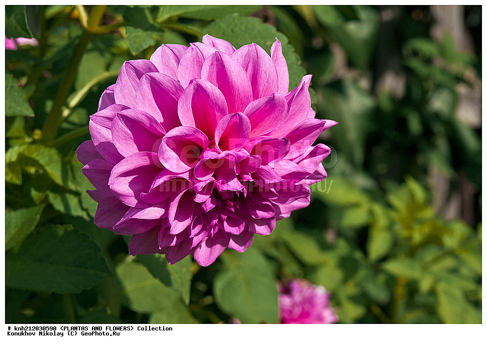 ������� , ��������, Dahlia sp., ��������, �����, ������ ��������, ���������� ��������, ������� ��������, ������, �����, �����������, ��������, Asteraceae, �������������, Compositae, DONE, Dahlia x hybrida, ������� ���������, �������� ���������, ���������� �������, ������, XYZ, ����������� ������, ����������� ����������� �����