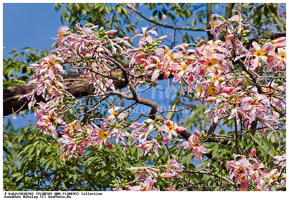 ������ �������� , ������� ������������, Chorisia speciosa, ��������, �����, ������ ��������, ���������� ��������, ������� ��������, ������, �����, ������������ ���, ������, ���-��������, ���������, Malvaceae, Ceiba speciosa, DONE, XYZ