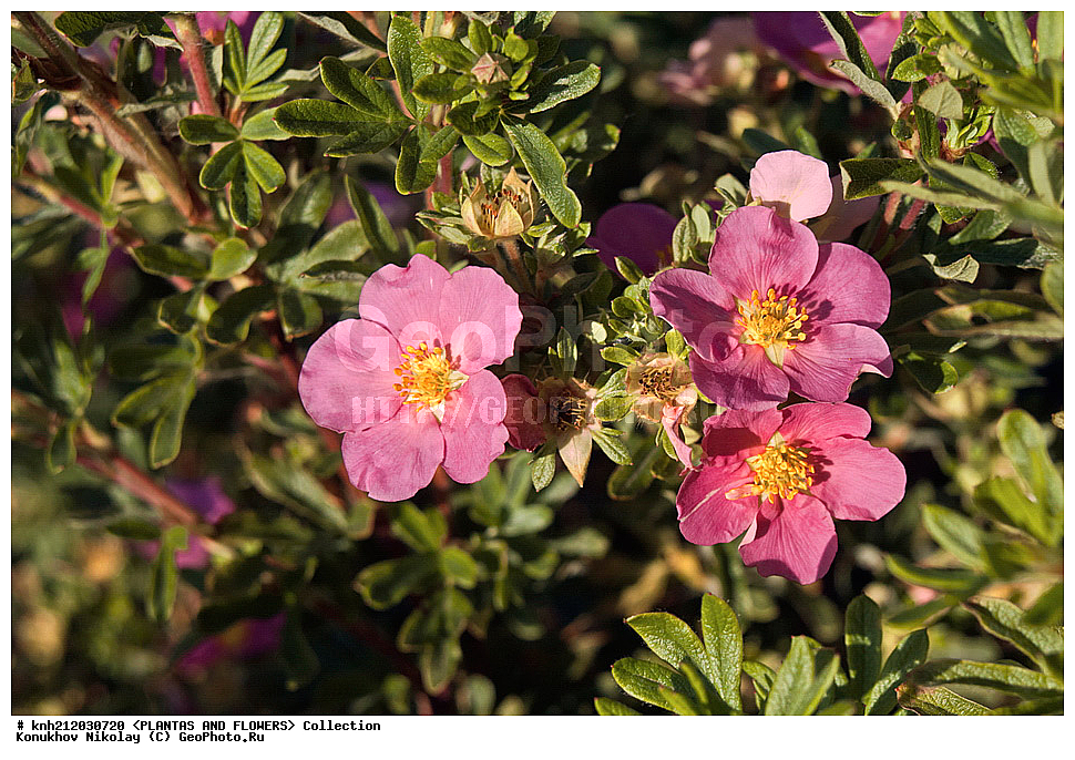 �������� ������������� , ���������� ���, Potentilla fruticosa, ��������, �����, ������ ��������, ���������� ��������, ������� ��������, ������, �����, �����������, �������� �������������, ����������� �������������, ���������� ��� �������������, Dasiphora fruticosa, Pentaphylloides fruticosa, ������������, �������, �����������, Rosaceae, DONE, ���������� �������, ����������� �������������, ���������� ��� �������������, ��������� �������������, ������������� �������������, �������� �������������, ���������� ���, Potentilla fruticosa, Dasiphora fruticosa, Pentaphylloides fruticosa, ������, XYZ, ����������� ������, ����������� ����������� �����, Pentaphylloides fruticosa, Potentilla floribunda, Potentilla fruticosa ssp. floribunda, �������� �������������, �������� ���������, ��������� �������������, ������������� �������������, ��������� ���, ���������� ���, ���������� ���, ������� 