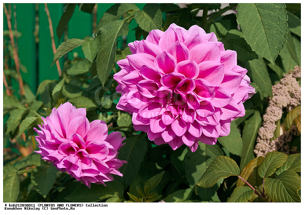������� , ��������, Dahlia sp., ��������, �����, ������ ��������, ���������� ��������, ������� ��������, ������, �����, �����������, ��������, Asteraceae, �������������, Compositae, DONE, Dahlia x hybrida, ������� ���������, �������� ���������, ���������� �������, ������, XYZ, ����������� ������, ����������� ����������� �����