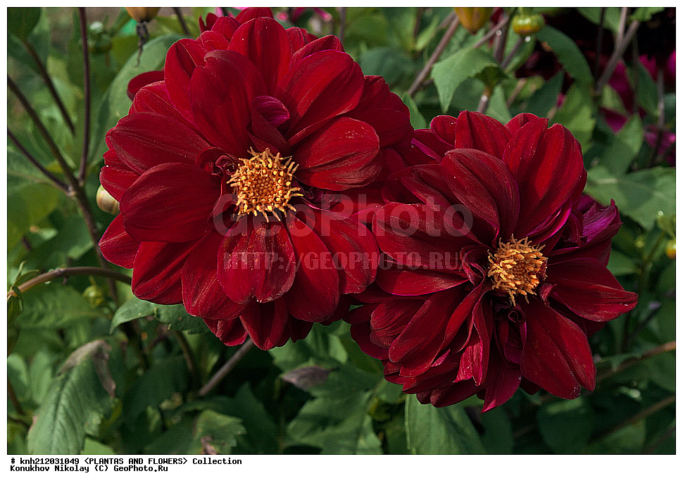 ������� , ��������, Dahlia sp., ��������, �����, ������ ��������, ���������� ��������, ������� ��������, ������, �����, �����������, ��������, Asteraceae, �������������, Compositae, DONE, Dahlia x hybrida, ������� ���������, �������� ���������, ���������� �������, ������, XYZ, ����������� ������, ����������� ����������� �����