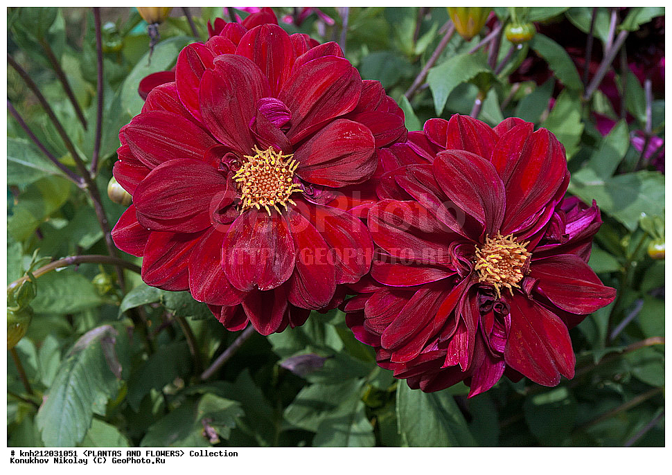 ������� , ��������, Dahlia sp., ��������, �����, ������ ��������, ���������� ��������, ������� ��������, ������, �����, �����������, ��������, Asteraceae, �������������, Compositae, DONE, Dahlia x hybrida, ������� ���������, �������� ���������, ���������� �������, ������, XYZ, ����������� ������, ����������� ����������� �����