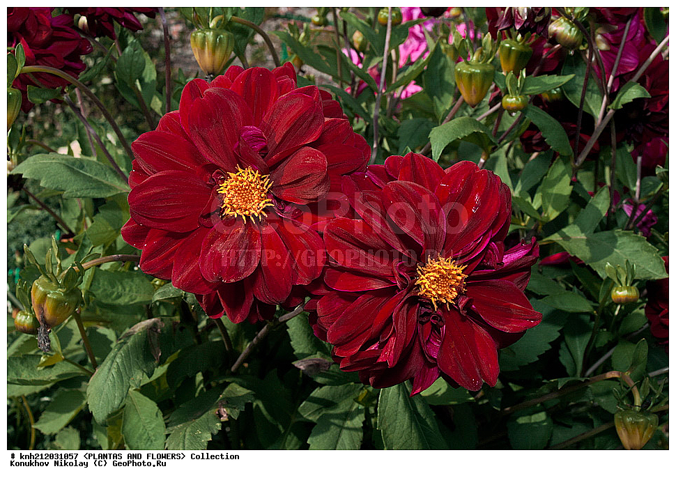 ������� , ��������, Dahlia sp., ��������, �����, ������ ��������, ���������� ��������, ������� ��������, ������, �����, �����������, ��������, Asteraceae, �������������, Compositae, DONE, Dahlia x hybrida, ������� ���������, �������� ���������, ���������� �������, ������, XYZ, ����������� ������, ����������� ����������� �����