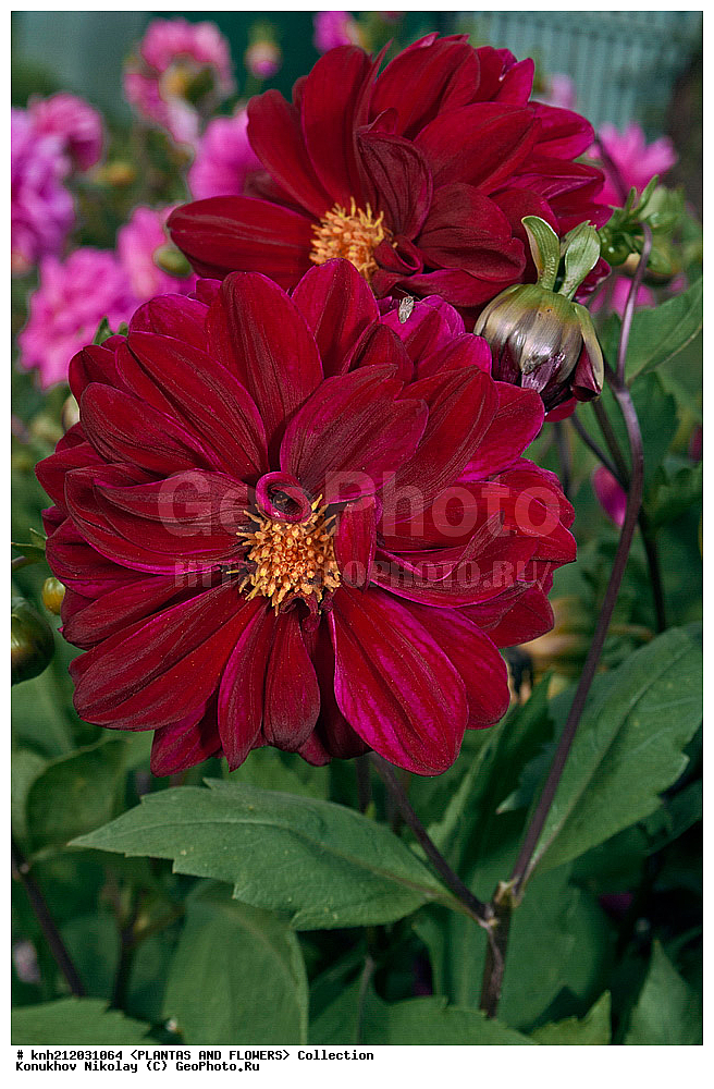 ������� , ��������, Dahlia sp., ��������, �����, ������ ��������, ���������� ��������, ������� ��������, ������, �����, �����������, ��������, Asteraceae, �������������, Compositae, DONE, Dahlia x hybrida, ������� ���������, �������� ���������, ���������� �������, ������, XYZ, ����������� ������, ����������� ����������� �����