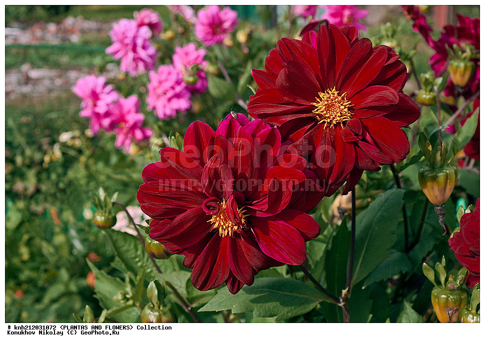 ������� , ��������, Dahlia sp., ��������, �����, ������ ��������, ���������� ��������, ������� ��������, ������, �����, �����������, ��������, Asteraceae, �������������, Compositae, DONE, Dahlia x hybrida, ������� ���������, �������� ���������, ���������� �������, ������, XYZ, ����������� ������, ����������� ����������� �����