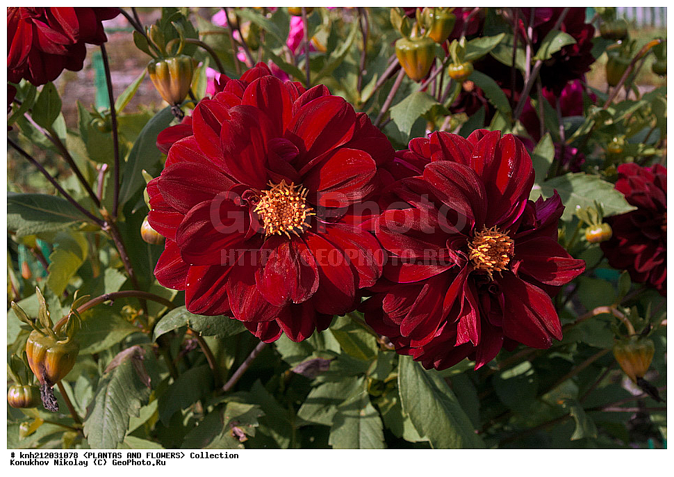 ������� , ��������, Dahlia sp., ��������, �����, ������ ��������, ���������� ��������, ������� ��������, ������, �����, �����������, ��������, Asteraceae, �������������, Compositae, DONE, Dahlia x hybrida, ������� ���������, �������� ���������, ���������� �������, ������, XYZ, ����������� ������, ����������� ����������� �����