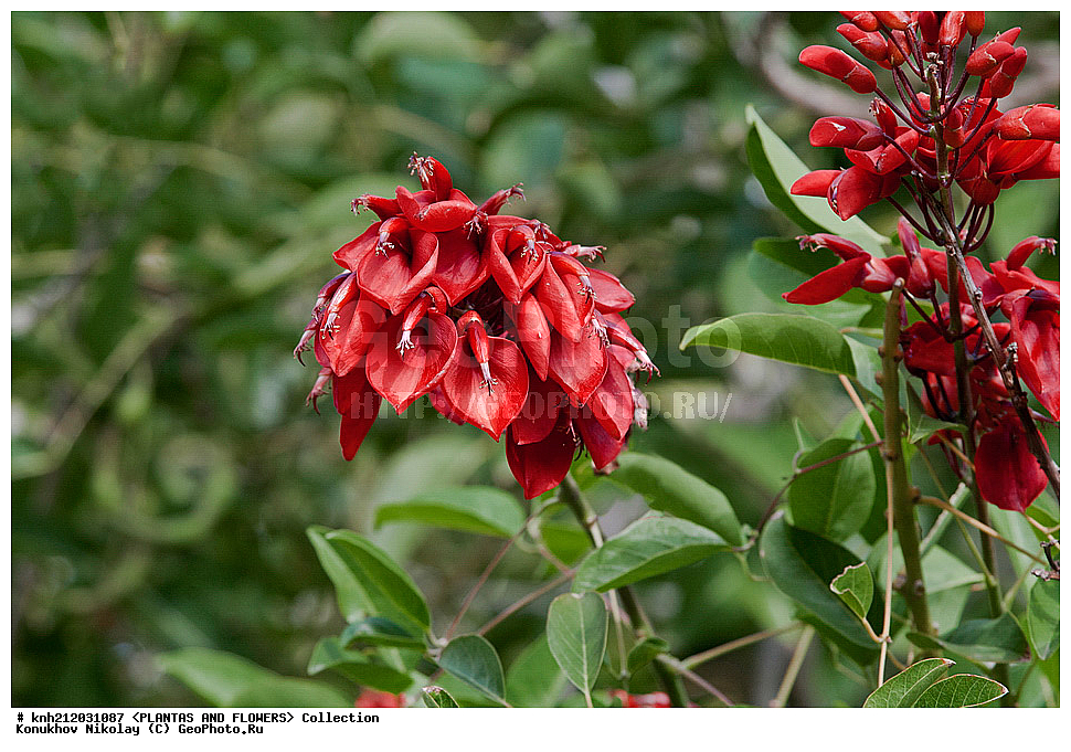 ��������, Erythrina sp., ��������, �����, ������ ��������, ��������� ��������, ���������,  ����������� ��������, ���������� ��������,  ������, �����, ���-��������, ����������, ������������ ���, ������, DONE, �������, �����������, Fabaceae, Fabaceae, Leguminosae, Papilionaceae, �������� ��������� �������, Erythrina crista-galli, XYZ