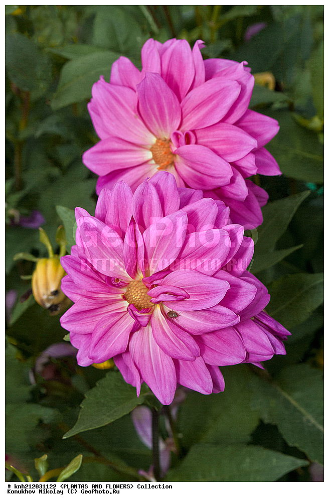 ������� , ��������, Dahlia sp., ��������, �����, ������ ��������, ���������� ��������, ������� ��������, ������, �����, �����������, ��������, Asteraceae, �������������, Compositae, DONE, Dahlia x hybrida, ������� ���������, �������� ���������, ���������� �������, ������, XYZ, ����������� ������, ����������� ����������� �����