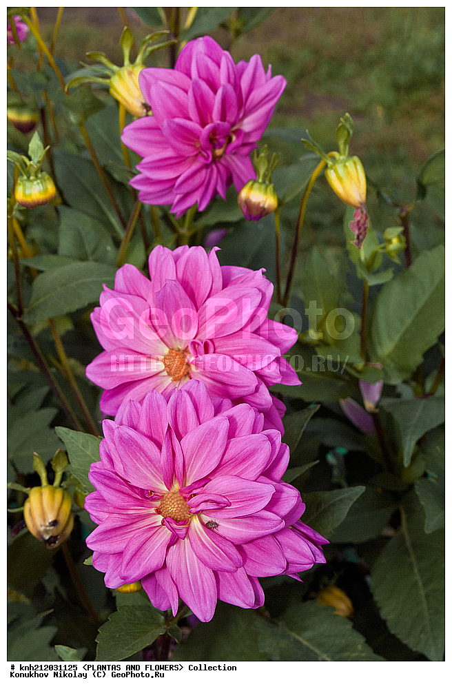 ������� , ��������, Dahlia sp., ��������, �����, ������ ��������, ���������� ��������, ������� ��������, ������, �����, �����������, ��������, Asteraceae, �������������, Compositae, DONE, Dahlia x hybrida, ������� ���������, �������� ���������, ���������� �������, ������, XYZ, ����������� ������, ����������� ����������� �����