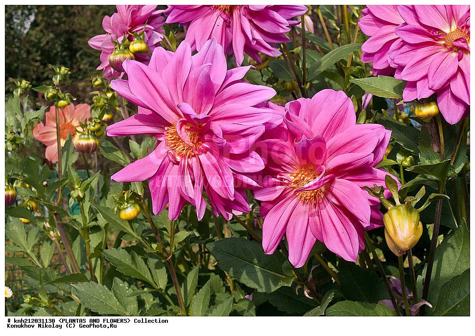 ������� , ��������, Dahlia sp., ��������, �����, ������ ��������, ���������� ��������, ������� ��������, ������, �����, �����������, ��������, Asteraceae, �������������, Compositae, DONE, Dahlia x hybrida, ������� ���������, �������� ���������, ���������� �������, ������, XYZ, ����������� ������, ����������� ����������� �����