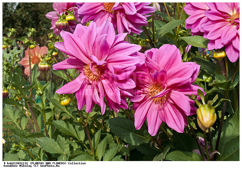 ������� , ��������, Dahlia sp., ��������, �����, ������ ��������, ���������� ��������, ������� ��������, ������, �����, �����������, ��������, Asteraceae, �������������, Compositae, DONE, Dahlia x hybrida, ������� ���������, �������� ���������, ���������� �������, ������, XYZ, ����������� ������, ����������� ����������� �����