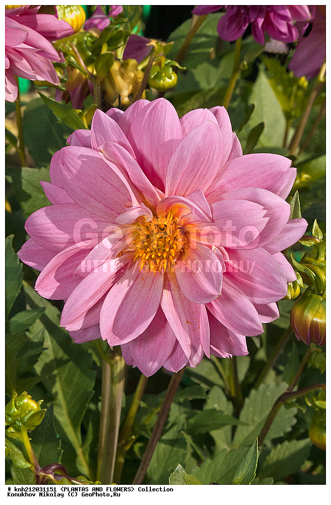 ������� , ��������, Dahlia sp., ��������, �����, ������ ��������, ���������� ��������, ������� ��������, ������, �����, �����������, ��������, Asteraceae, �������������, Compositae, DONE, Dahlia x hybrida, ������� ���������, �������� ���������, ���������� �������, ������, XYZ, ����������� ������, ����������� ����������� �����