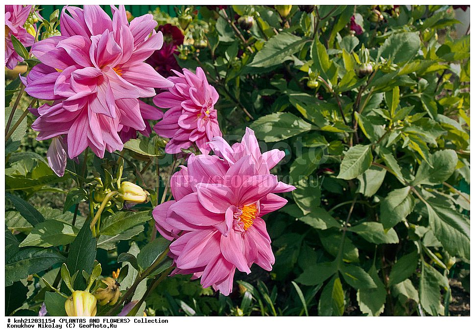 ������� , ��������, Dahlia sp., ��������, �����, ������ ��������, ���������� ��������, ������� ��������, ������, �����, �����������, ��������, Asteraceae, �������������, Compositae, DONE, Dahlia x hybrida, ������� ���������, �������� ���������, ���������� �������, ������, XYZ, ����������� ������, ����������� ����������� �����
