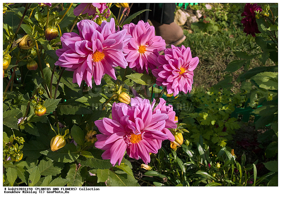 ������� , ��������, Dahlia sp., ��������, �����, ������ ��������, ���������� ��������, ������� ��������, ������, �����, �����������, ��������, Asteraceae, �������������, Compositae, DONE, Dahlia x hybrida, ������� ���������, �������� ���������, ���������� �������, ������, XYZ, ����������� ������, ����������� ����������� �����