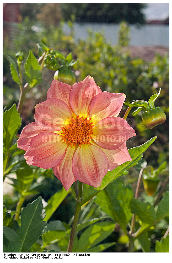 ������� , ��������, Dahlia sp., ��������, �����, ������ ��������, ���������� ��������, ������� ��������, ������, �����, �����������, ��������, Asteraceae, �������������, Compositae, DONE, Dahlia x hybrida, ������� ���������, �������� ���������, ���������� �������, ������, XYZ, ����������� ������, ����������� ����������� �����