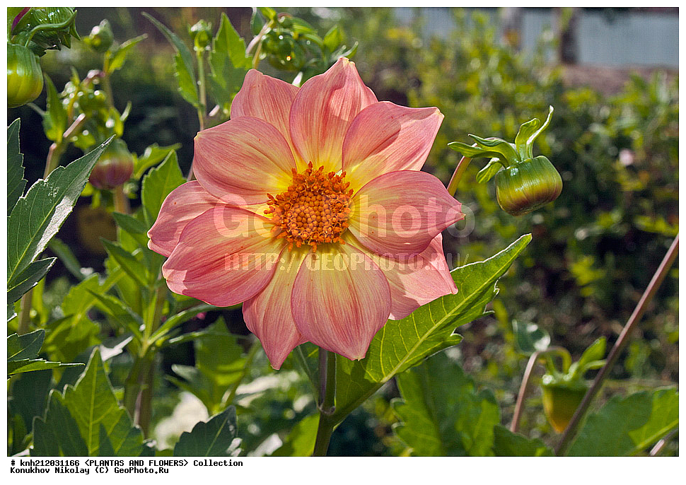 ������� , ��������, Dahlia sp., ��������, �����, ������ ��������, ���������� ��������, ������� ��������, ������, �����, �����������, ��������, Asteraceae, �������������, Compositae, DONE, Dahlia x hybrida, ������� ���������, �������� ���������, ���������� �������, ������, XYZ, ����������� ������, ����������� ����������� �����