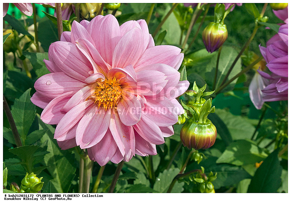 ������� , ��������, Dahlia sp., ��������, �����, ������ ��������, ���������� ��������, ������� ��������, ������, �����, �����������, ��������, Asteraceae, �������������, Compositae, DONE, Dahlia x hybrida, ������� ���������, �������� ���������, ���������� �������, ������, XYZ, ����������� ������, ����������� ����������� �����