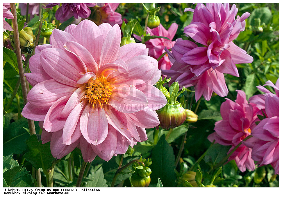 ������� , ��������, Dahlia sp., ��������, �����, ������ ��������, ���������� ��������, ������� ��������, ������, �����, �����������, ��������, Asteraceae, �������������, Compositae, DONE, Dahlia x hybrida, ������� ���������, �������� ���������, ���������� �������, ������, XYZ, ����������� ������, ����������� ����������� �����