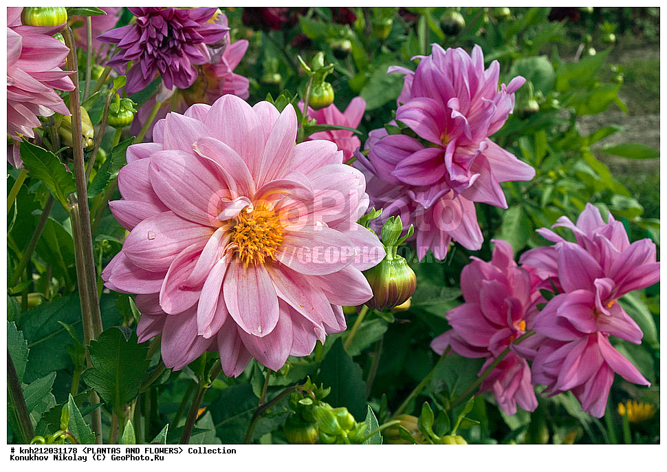 ������� , ��������, Dahlia sp., ��������, �����, ������ ��������, ���������� ��������, ������� ��������, ������, �����, �����������, ��������, Asteraceae, �������������, Compositae, DONE, Dahlia x hybrida, ������� ���������, �������� ���������, ���������� �������, ������, XYZ, ����������� ������, ����������� ����������� �����