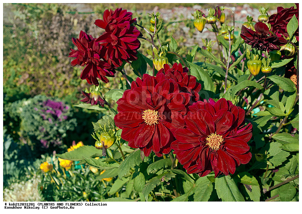 ������� , ��������, Dahlia sp., ��������, �����, ������ ��������, ���������� ��������, ������� ��������, ������, �����, �����������, ��������, Asteraceae, �������������, Compositae, DONE, Dahlia x hybrida, ������� ���������, �������� ���������, ���������� �������, ������, XYZ, ����������� ������, ����������� ����������� �����