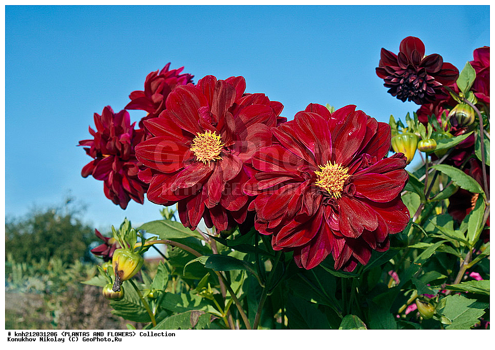 ������� , ��������, Dahlia sp., ��������, �����, ������ ��������, ���������� ��������, ������� ��������, ������, �����, �����������, ��������, Asteraceae, �������������, Compositae, DONE, Dahlia x hybrida, ������� ���������, �������� ���������, ���������� �������, ������, XYZ, ����������� ������, ����������� ����������� �����