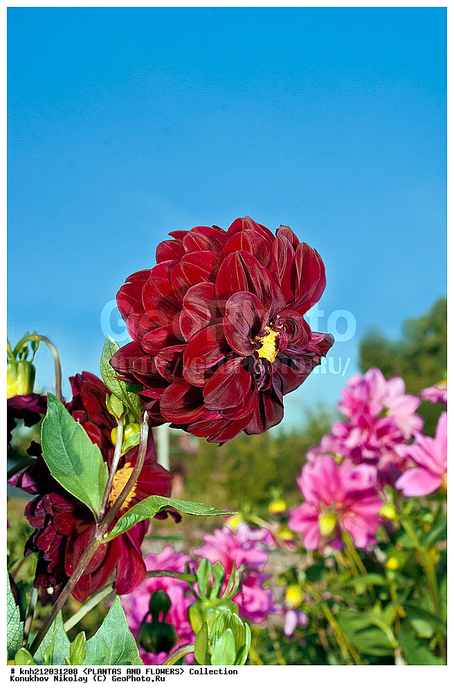 ������� , ��������, Dahlia sp., ��������, �����, ������ ��������, ���������� ��������, ������� ��������, ������, �����, �����������, ��������, Asteraceae, �������������, Compositae, DONE, Dahlia x hybrida, ������� ���������, �������� ���������, ���������� �������, ������, XYZ, ����������� ������, ����������� ����������� �����
