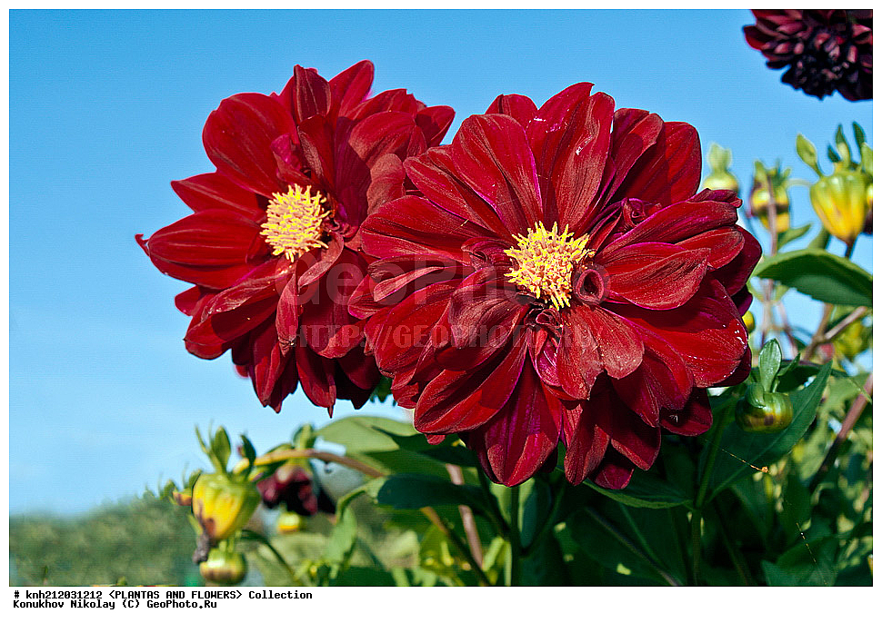 ������� , ��������, Dahlia sp., ��������, �����, ������ ��������, ���������� ��������, ������� ��������, ������, �����, �����������, ��������, Asteraceae, �������������, Compositae, DONE, Dahlia x hybrida, ������� ���������, �������� ���������, ���������� �������, ������, XYZ, ����������� ������, ����������� ����������� �����