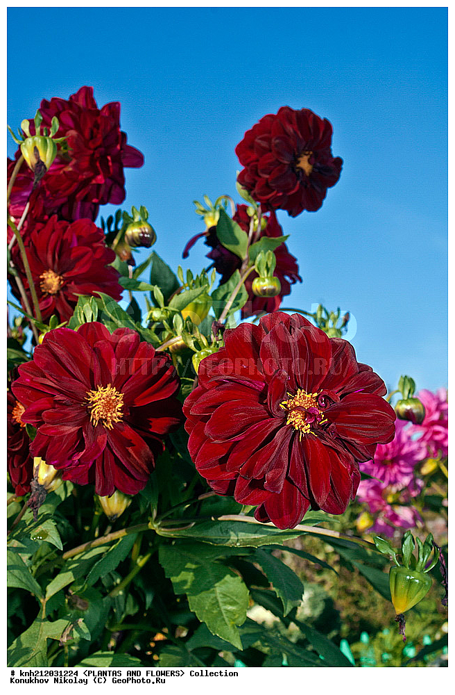������� , ��������, Dahlia sp., ��������, �����, ������ ��������, ���������� ��������, ������� ��������, ������, �����, �����������, ��������, Asteraceae, �������������, Compositae, DONE, Dahlia x hybrida, ������� ���������, �������� ���������, ���������� �������, ������, XYZ, ����������� ������, ����������� ����������� �����