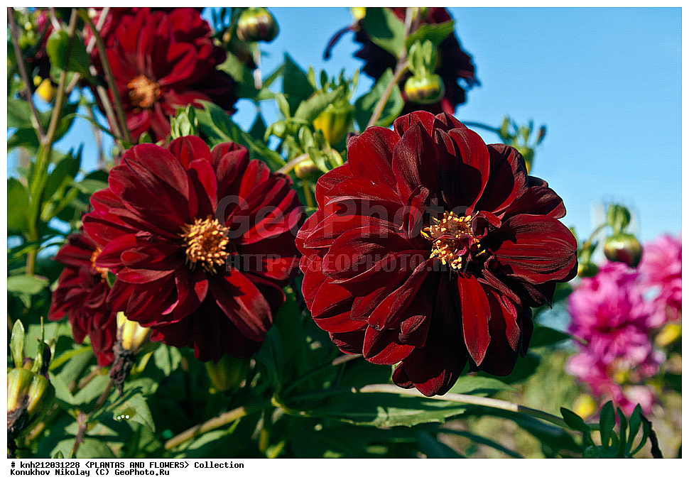 ������� , ��������, Dahlia sp., ��������, �����, ������ ��������, ���������� ��������, ������� ��������, ������, �����, �����������, ��������, Asteraceae, �������������, Compositae, DONE, Dahlia x hybrida, ������� ���������, �������� ���������, ���������� �������, ������, XYZ, ����������� ������, ����������� ����������� �����