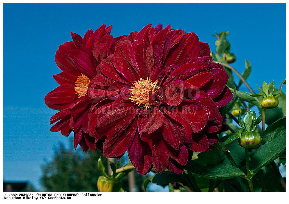 ������� , ��������, Dahlia sp., ��������, �����, ������ ��������, ���������� ��������, ������� ��������, ������, �����, �����������, ��������, Asteraceae, �������������, Compositae, DONE, Dahlia x hybrida, ������� ���������, �������� ���������, ���������� �������, ������, XYZ, ����������� ������, ����������� ����������� �����