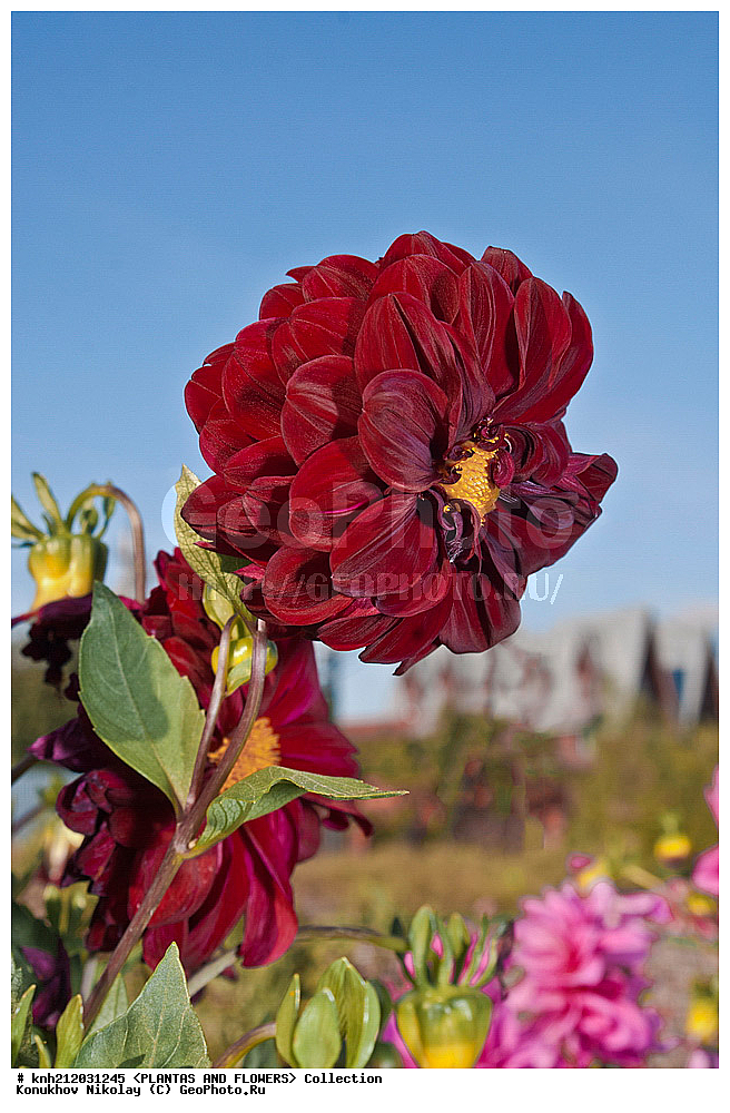 ������� , ��������, Dahlia sp., ��������, �����, ������ ��������, ���������� ��������, ������� ��������, ������, �����, �����������, ��������, Asteraceae, �������������, Compositae, DONE, Dahlia x hybrida, ������� ���������, �������� ���������, ���������� �������, ������, XYZ, ����������� ������, ����������� ����������� �����