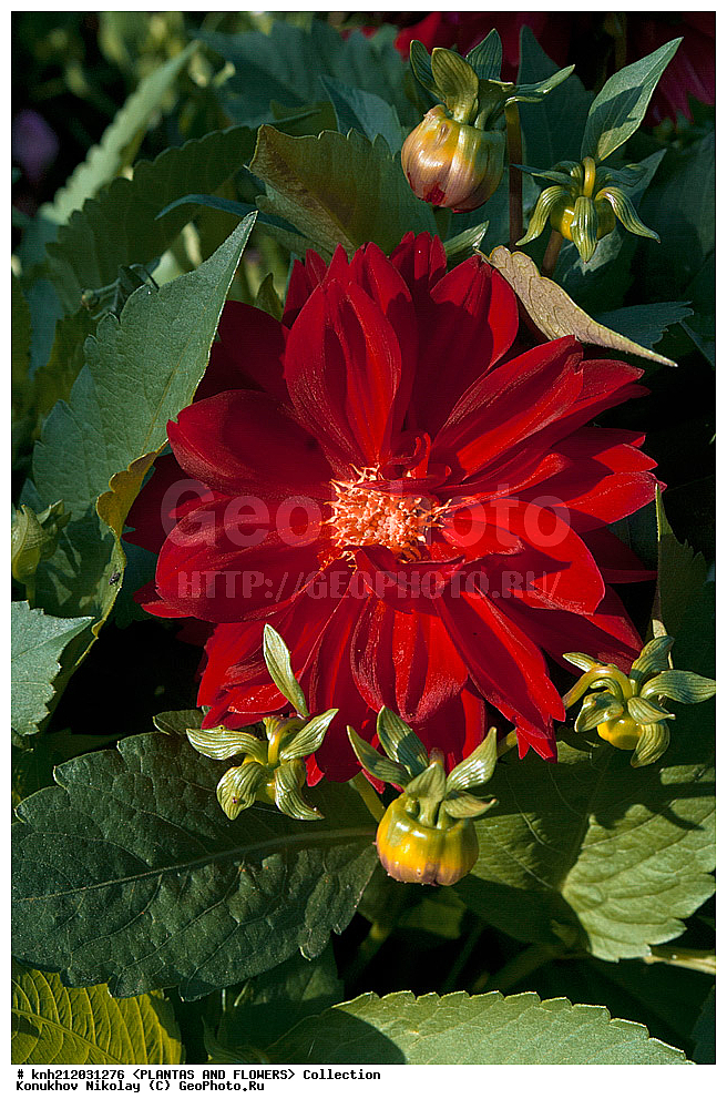 ������� , ��������, Dahlia sp., ��������, �����, ������ ��������, ���������� ��������, ������� ��������, ������, �����, �����������, ��������, Asteraceae, �������������, Compositae, DONE, Dahlia x hybrida, ������� ���������, �������� ���������, ���������� �������, ������, XYZ, ����������� ������, ����������� ����������� �����