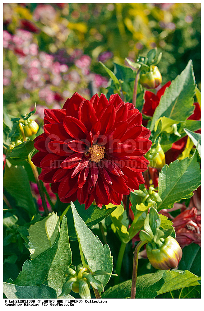 ������� , ��������, Dahlia sp., ��������, �����, ������ ��������, ���������� ��������, ������� ��������, ������, �����, �����������, ��������, Asteraceae, �������������, Compositae, DONE, Dahlia x hybrida, ������� ���������, �������� ���������, ���������� �������, ������, XYZ, ����������� ������, ����������� ����������� �����