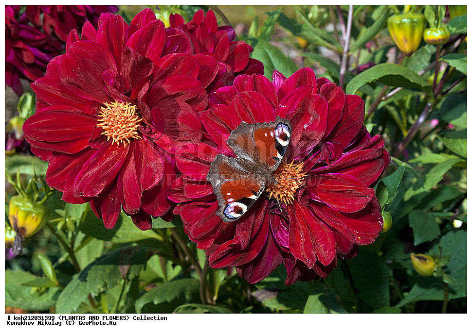 ������� , ��������, Dahlia sp., ��������, �����, ������ ��������, ���������� ��������, ������� ��������, ������, �����, �����������, ��������, Asteraceae, �������������, Compositae, DONE, Dahlia x hybrida, ������� ���������, �������� ���������, ���������� �������, ������, XYZ, ����������� ������, ����������� ����������� �����