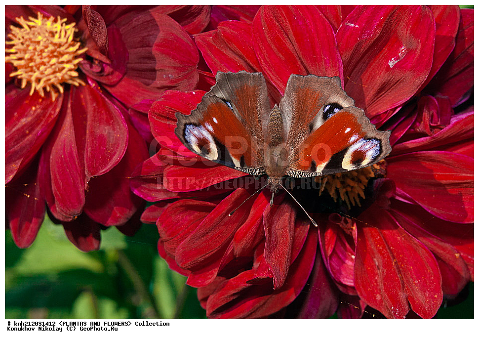 ������� , ��������, Dahlia sp., ��������, �����, ������ ��������, ���������� ��������, ������� ��������, ������, �����, �����������, ��������, Asteraceae, �������������, Compositae, DONE, Dahlia x hybrida, ������� ���������, �������� ���������, ���������� �������, ������, XYZ, ����������� ������, ����������� ����������� �����