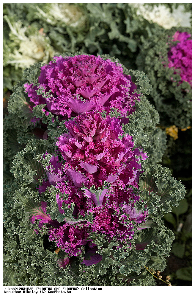 ������� ������������, Brassica oleracea var. acephala, ��������, �����, ������ ��������, ������� ��������, ������, �����, �����������, ���������, ����������, �������������, Brassicaceae, Cruciferae, DONE, ���������� �������, ������, XYZ, ����������� ������, ����������� ����������� �����