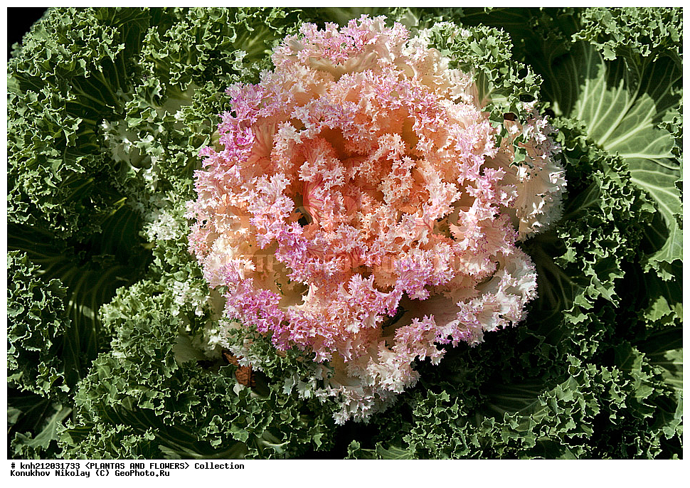 ������� ������������, Brassica oleracea var. acephala, ��������, �����, ������ ��������, ������� ��������, ������, �����, �����������, ���������, ����������, �������������, Brassicaceae, Cruciferae, DONE, ���������� �������, ������, XYZ, ����������� ������, ����������� ����������� �����