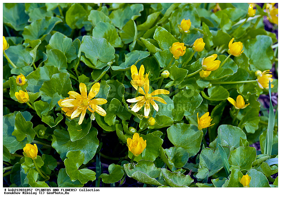 ����� �������� , ������ ��������, Ranunculus ficaria, ��������, �����, ������ ��������, ���������� ��������, ������, �����, ������������ ��������, ����������, ���������� �������, ��������� �-�, DONE, ���������, Ranunculaceae, ����� ����������, ����������, ������, XYZ