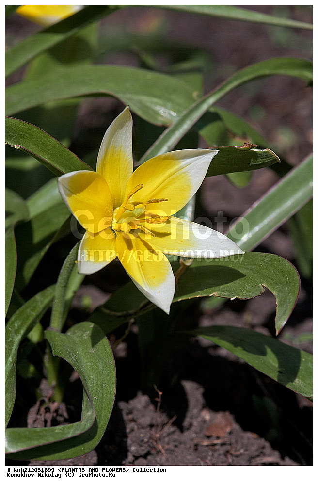 ������� �������, Tulipa tarda, ��������, �����, ������ ��������, ������� ��������, ������, �����, �����������, ����������, ��������, Liliaceae, DONE, ���������� �������, ������, XYZ, ����������� ������, ����������� ����������� �����