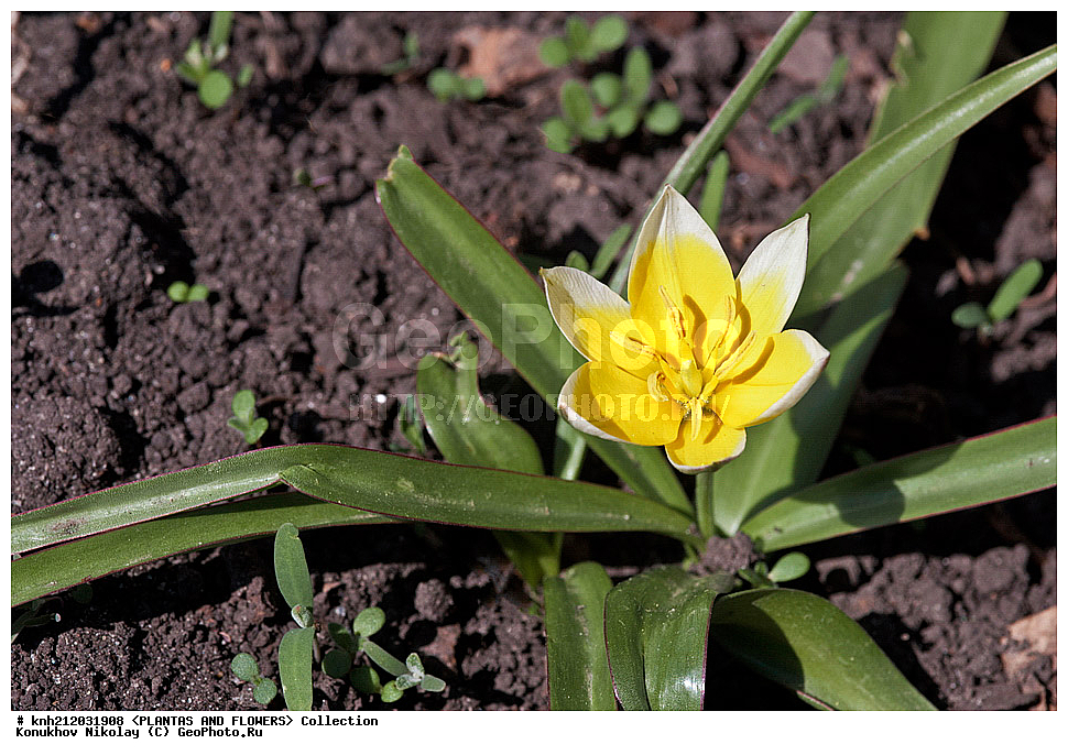 ������� �������, Tulipa tarda, ��������, �����, ������ ��������, ������� ��������, ������, �����, �����������, ����������, ��������, Liliaceae, DONE, ���������� �������, ������, XYZ, ����������� ������, ����������� ����������� �����