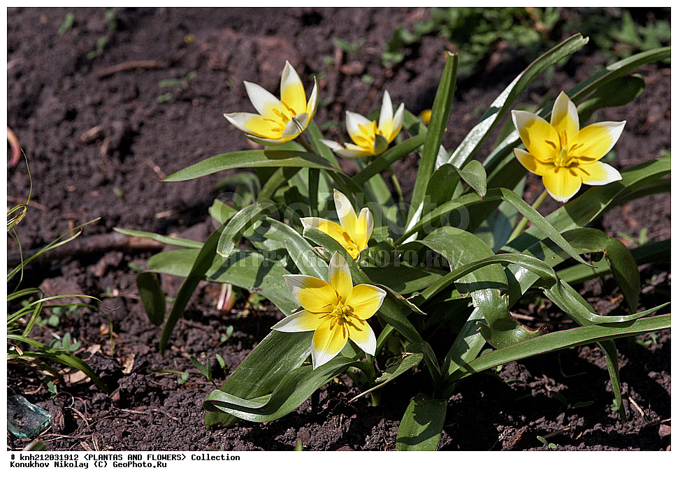 ������� �������, Tulipa tarda, ��������, �����, ������ ��������, ������� ��������, ������, �����, �����������, ����������, ��������, Liliaceae, DONE, ���������� �������, ������, XYZ, ����������� ������, ����������� ����������� �����