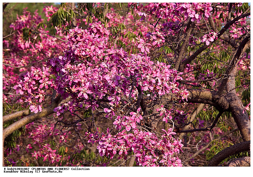 ������ �������� , ������� ������������, Chorisia speciosa, ��������, �����, ������ ��������, ���������� ��������, ������� ��������, ������, �����, ������������ ���, ������, ���-��������, ���������, Malvaceae, Ceiba speciosa, DONE, XYZ