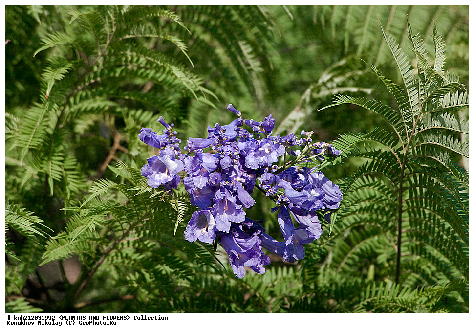 ��������� �������������, Jacaranda mimosifolia, ��������, �����, ������ ��������, ��������� ��������, ���������,  ����������� ��������, ���������� ��������,  ������, �����, ���-��������, ����������, ������������ ���, ������, ���������� �������������, ��������� ������, �����������, Bignoniaceae, DONE, XYZ